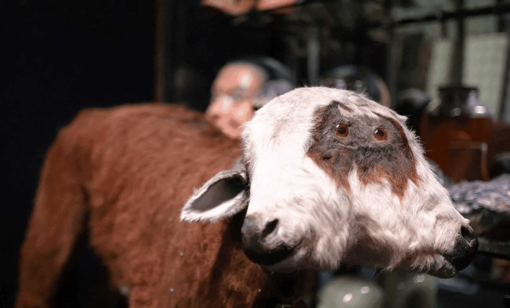 Taxidermy display of a two-headed calf, featuring one body and two fully formed heads with brown and white fur, positioned in a museum or curiosity exhibit setting.